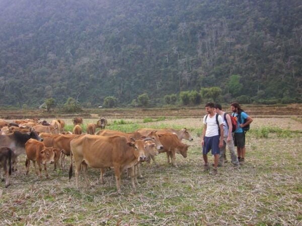 Vang Vieng: Jungle & Caves Full-Day Private Trekking Tour - Common Questions