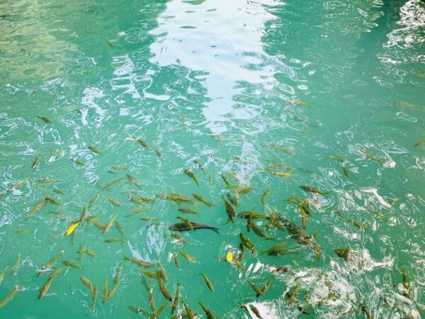 Vang Vieng: Kayaking & Cave Tubing With Zip Line/Blue Lagoon - Common Questions