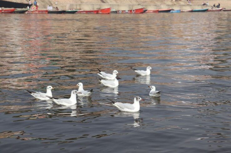 Varanasi: Private Guided Tour of Varanasi and Sarnath - Included Activities