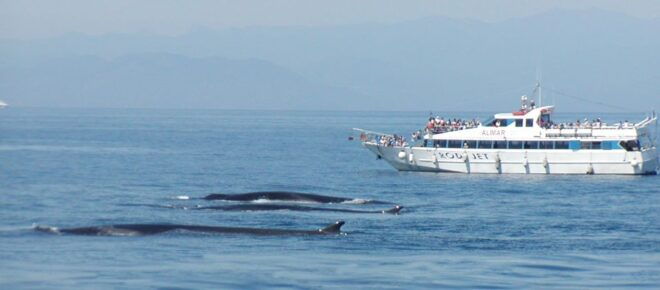 Varazze: Pelagos Sanctuary Guided Cetacean Watching Tour - Inclusions