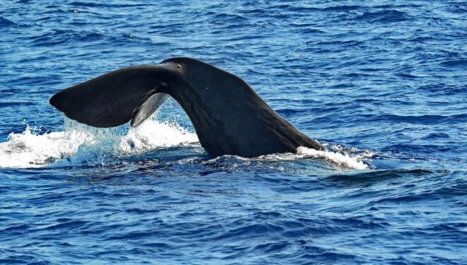 Varazze: Pelagos Sanctuary Guided Cetacean Watching Tour - Meeting Point