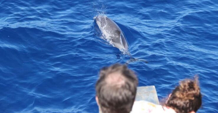 Varazze: Pelagos Sanctuary Wildlife Cruise With Guide - Good To Know