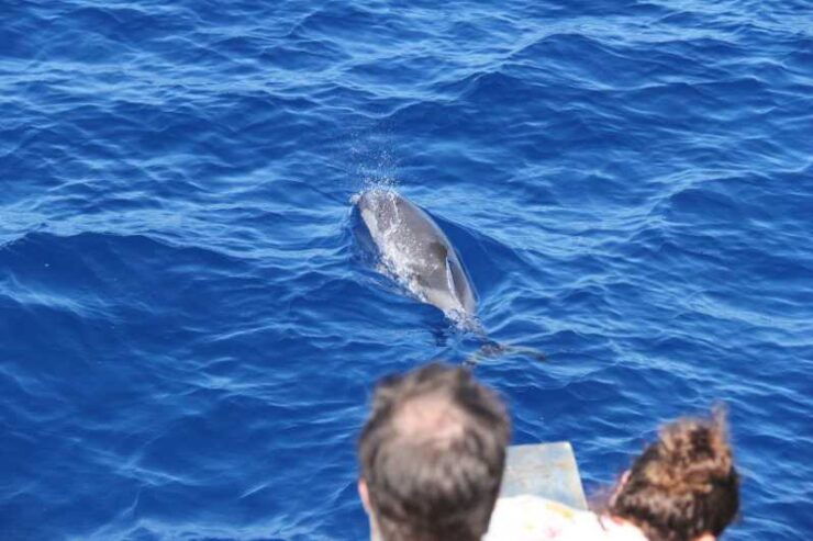 Varazze: Pelagos Sanctuary Wildlife Cruise With Guide - Experience and Itinerary Details