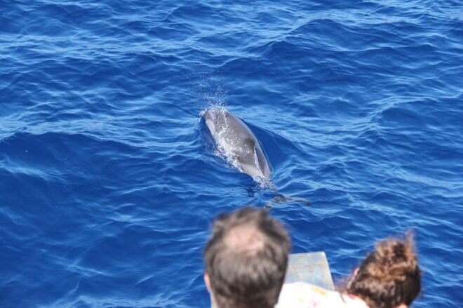 Varazze: Pelagos Sanctuary Wildlife Cruise With Guide - What to Expect on Board