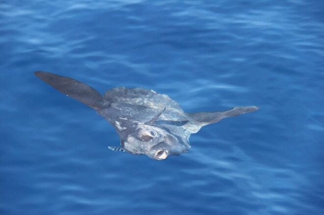 Varazze: Pelagos Sanctuary Wildlife Cruise With Guide - Health Precautions and Recommendations
