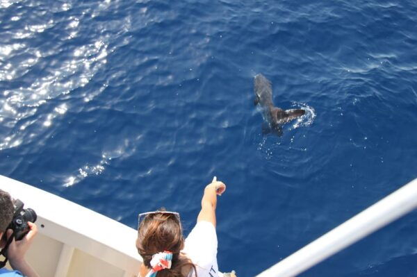 Varazze: Pelagos Sanctuary Wildlife Cruise With Guide - Customer Feedback and Ratings