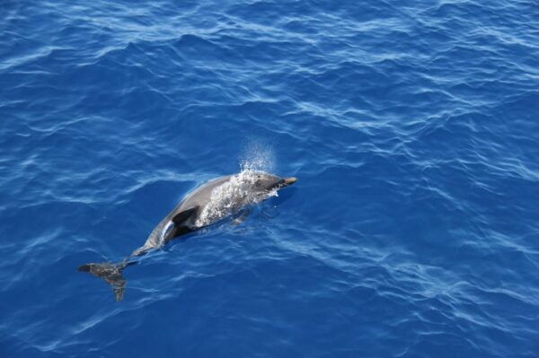 Varazze: Pelagos Sanctuary Wildlife Cruise With Guide - Booking Information and Pricing