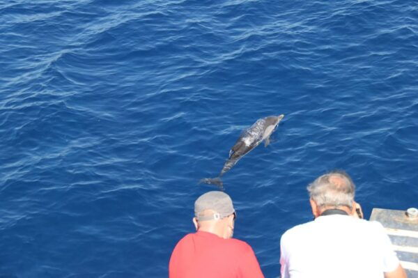 Varazze: Pelagos Sanctuary Wildlife Cruise With Guide - Accessibility Features and Considerations