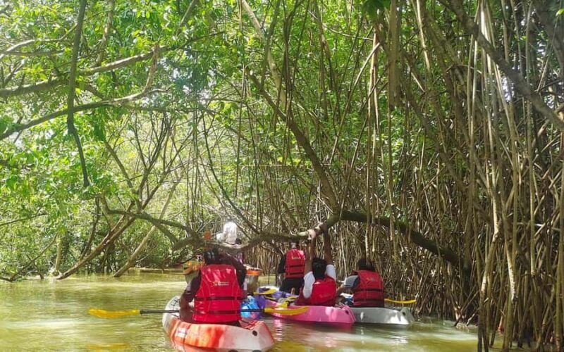 Varkala Mangrove Backwater Kayaking Trip from Trivandrum - Final Thoughts: Is It Worth It?