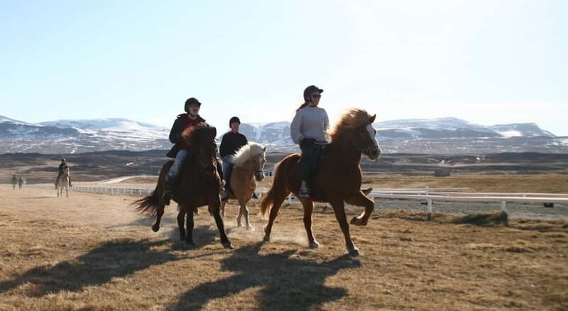 Varmahlid: 1-Hour Icelandic Horse Riding Tour - Good To Know