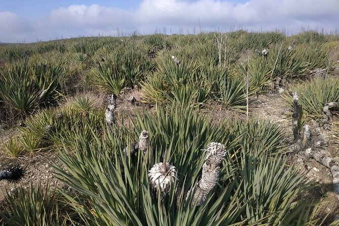 Vashlovani National Park Day Trip From Tbilisi - Reviews