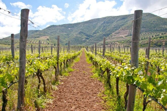 Vatolakkos, Crete: Organic Winery Tour With Tasting - Inclusions and Restrictions