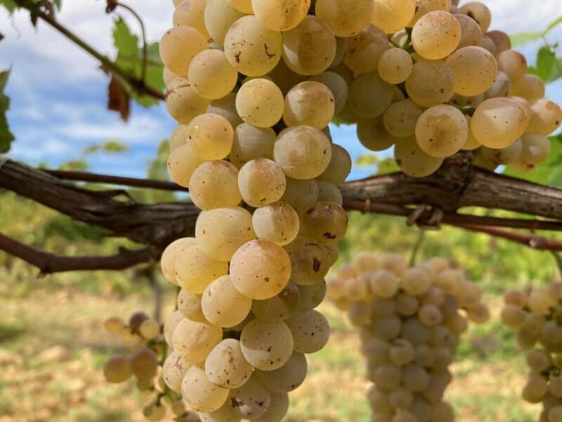 Vaucluse - Tasting & tour in Saint Estève: Our Viognier whites - Why This Tour Offers Great Value