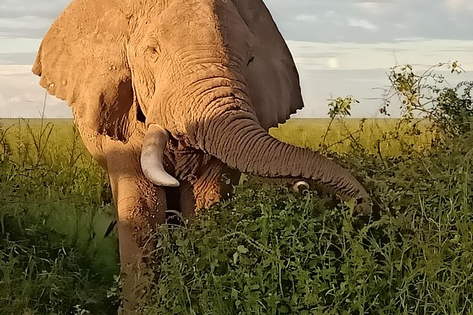 Vegans Special Safari - Customer Reviews