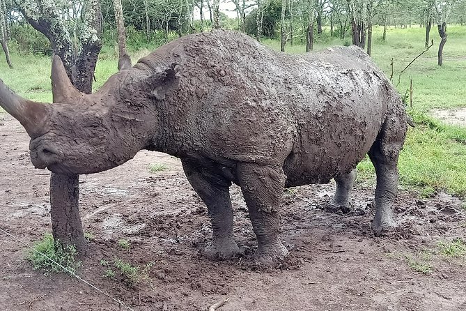 Vegans Special Safari - The Sum Up