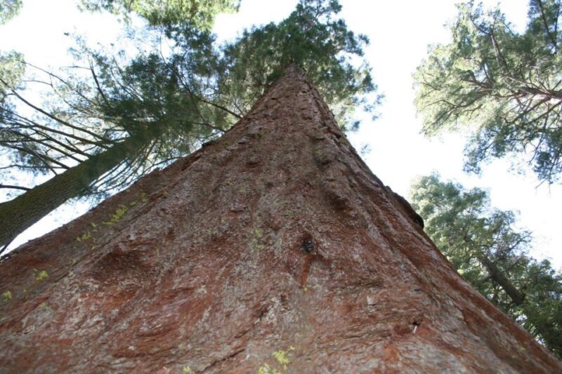 Vegas: Death Valley, Yosemite & San Francisco 4-Day Tour - FAQ