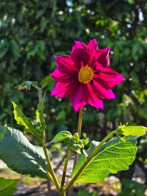 Vegetarian Albanian Food Tour in a Local Garden  Shkodër - Good To Know