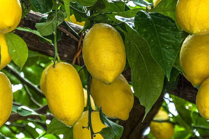 Veiled Christ Walking Tour of Napoli With Ticket Included - Price Details