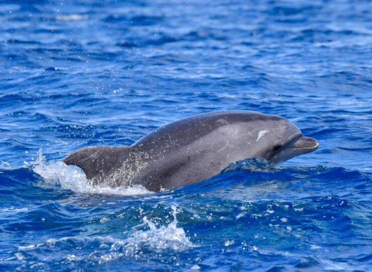 Velas: in the Heart of Azores With Whales and Dolphins - Activity Details