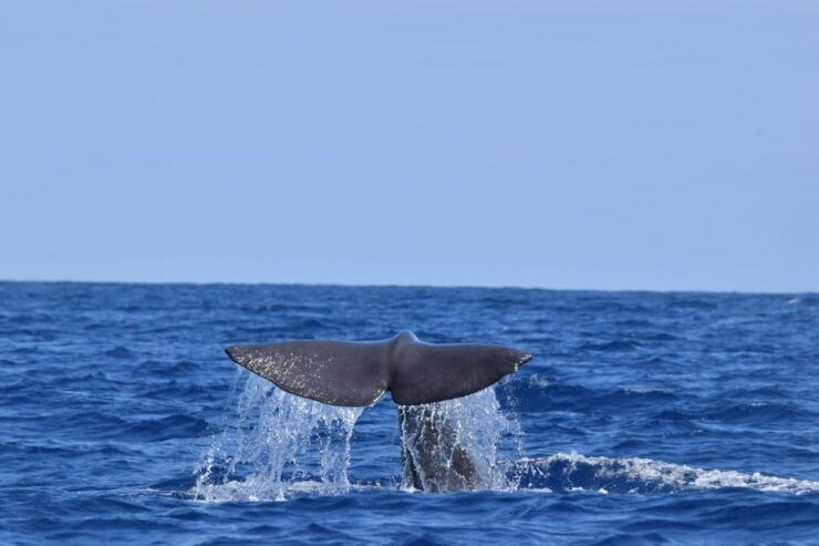 Velas: in the Heart of Azores With Whales and Dolphins - Reservation Information