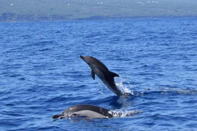 Velas: in the Heart of Azores With Whales and Dolphins - Important Information
