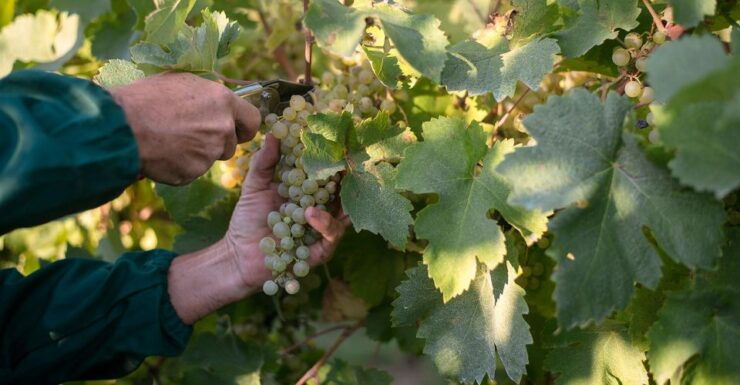 Veneto: Vineyard Tour With Wine Tasting - Good To Know