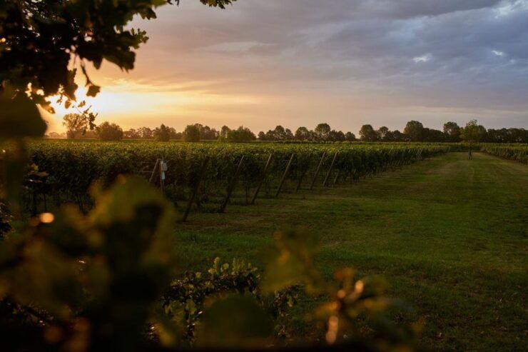 Veneto: Vineyard Tour With Wine Tasting - Tour Details