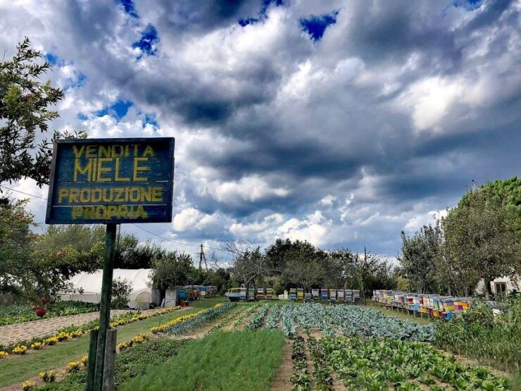 Venice: Bike Tour Honey & Artichockes on Sant'Erasmo Island - Activity Details