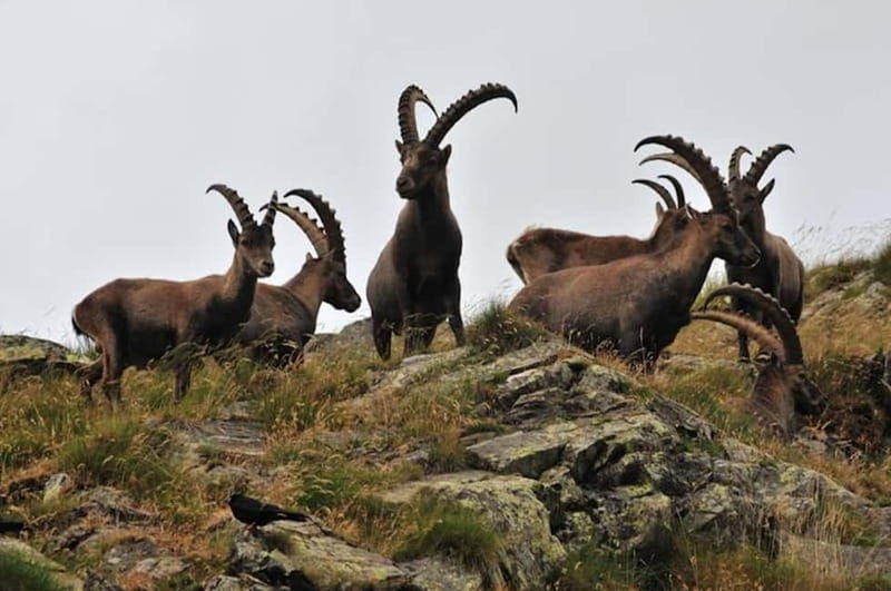 VENICE : DISCOVER WILD ANIMALS IN THE DOLOMITES - An Adventure in the Heart of the Dolomites