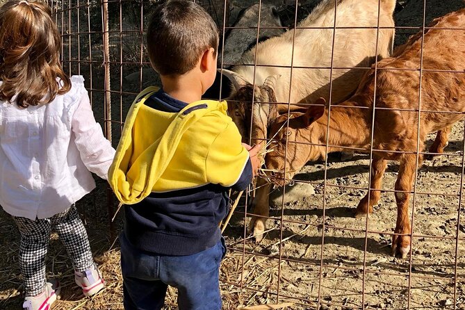 Venture Botanical Garden in Cretan With Olive Oil Tasting & Menus - Good To Know