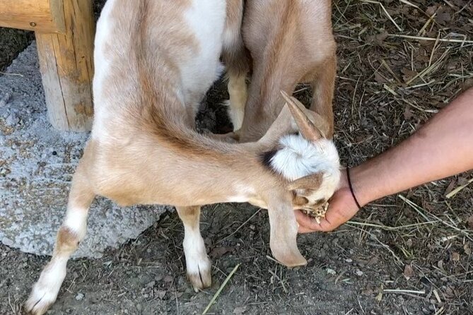 Venture Botanical Garden in Cretan With Olive Oil Tasting & Menus - Additional Information and Policies