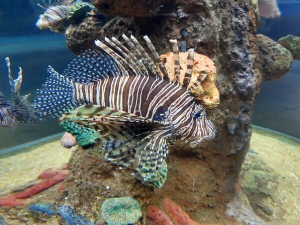 Veracruz: Guided City Tour With Ulua + Aquarium Visit - Veracruz Aquarium