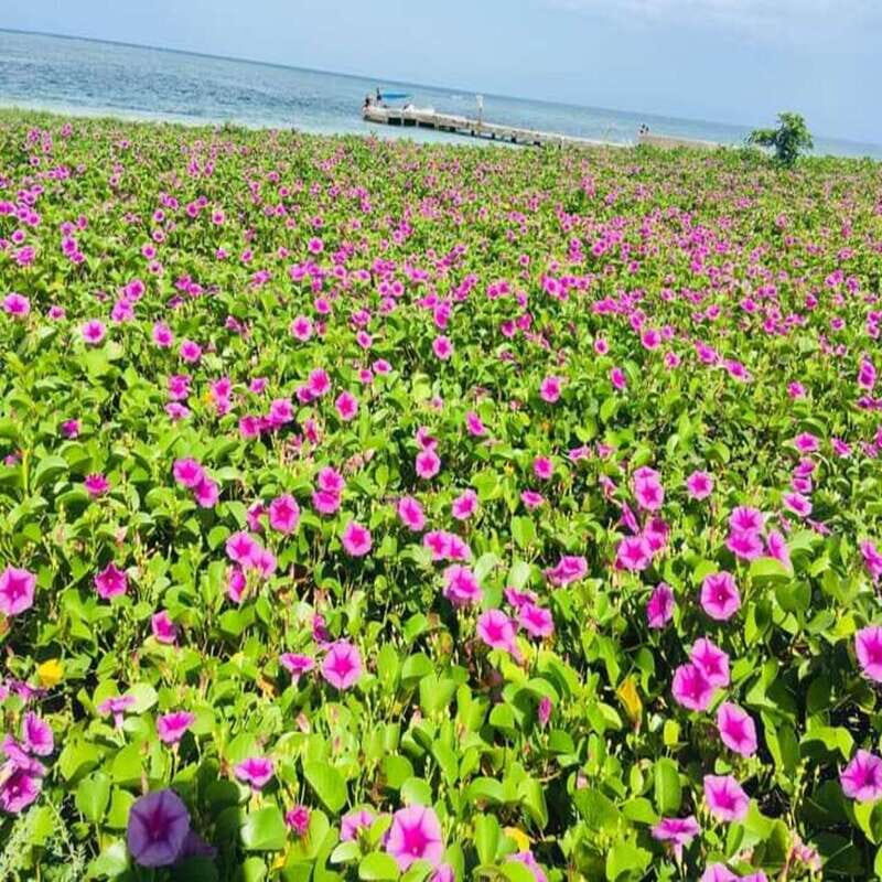 Veracruz: Snorkeling Adventure at Isla de En Medio - Good To Know