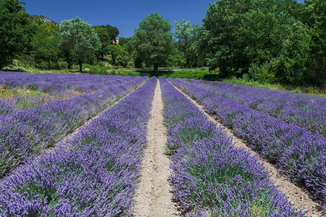 Verdon Canyon and Its Lake Full Day Tour - Booking Information