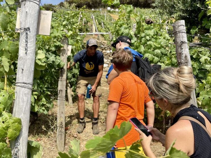 Vernazza: Panoramic Vineyard Trekking Tour W/ Wine Tasting - Highlights