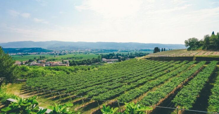 Verona: Amarone Countryside E-Bike Tour and Wine Tasting - Experience Highlights