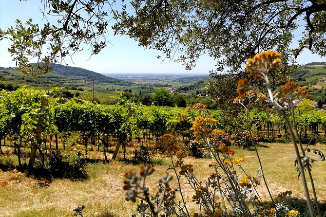 Verona - Cellar Tour and Tasting of NATURAL WINES - Tour Location
