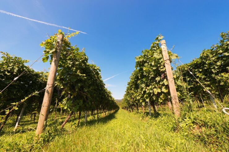 Verona: Private Tour of Soave and Amarone - Tour Details