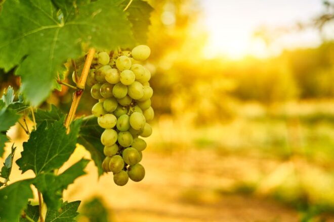 Verona: Private Tour of Soave and Amarone - Tour Highlights