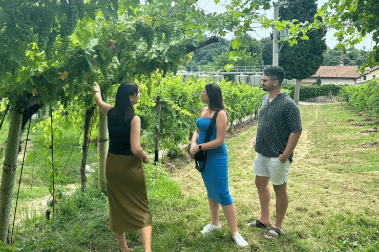 Verona: Valpolicella and Amarone Wine Tour With Light Lunch! - Good To Know