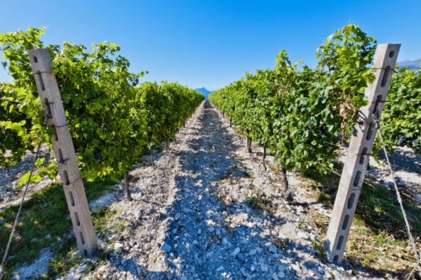 Verona: Valpolicella and Amarone Wine Tour With Light Lunch! - Customer Feedback