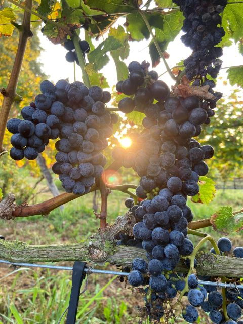 Verona: Wine Tasting in the Winerys Courtyard - Itinerary