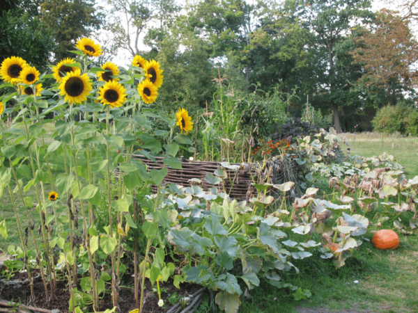 Versailles in a Nutshell a Self-Guided Audio Tour in English - Accessibility Information