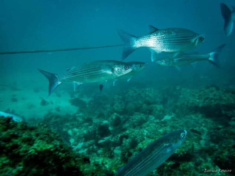 Very First Scuba Dive Experience in the Ocean from Peniche - Good To Know