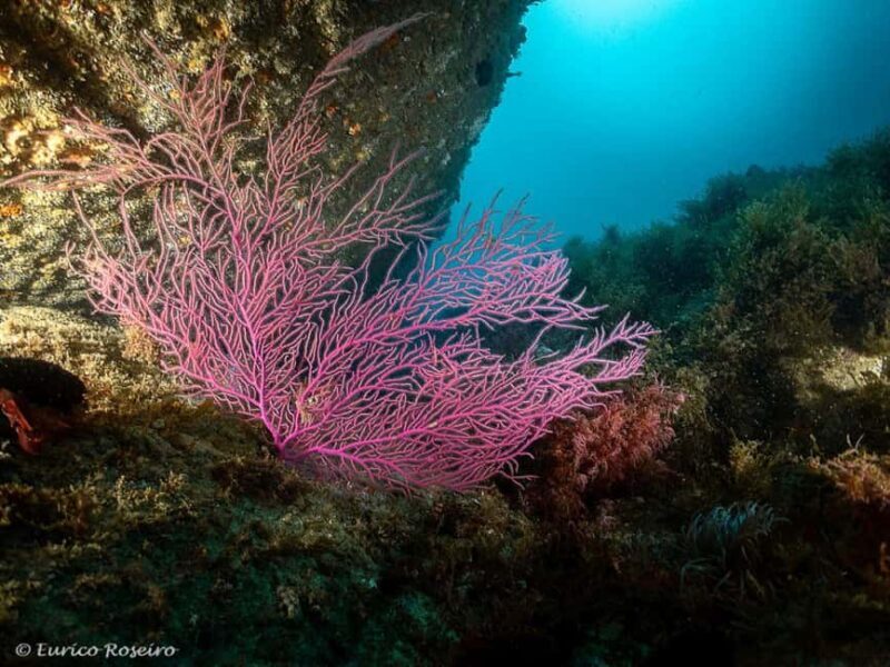 Very First Scuba Dive Experience in the Ocean from Peniche - Practical Details and Considerations