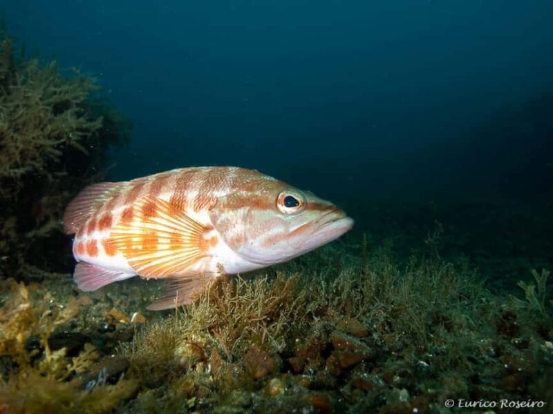 Very First Scuba Dive Experience in the Ocean from Peniche - Final Thoughts