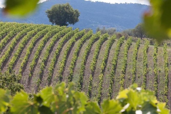 Vespa Tour in Chianti Small Group From Florence - What to Expect on the Tour