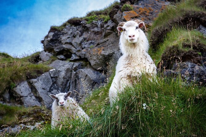 Vestmannaeyjar Highlights Sightseeing Tour  - Heimaey Island - The Sum Up