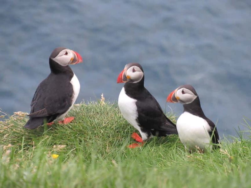 Vestmannaeyjar: Puffin, Island, and Volcano Boat Tour - Practical Tips for Participants