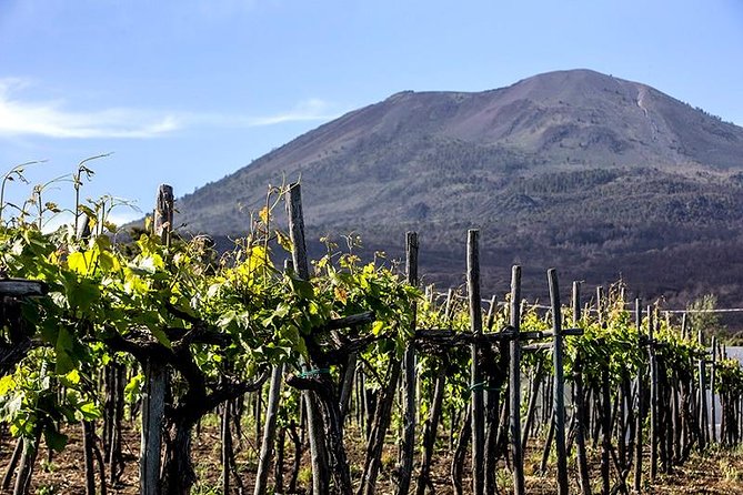 Vesuvio Guided Tour, Wine Tasting & Lunch + Transfer From Naples - Customer Reviews